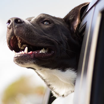 happy dog in car